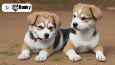 Beagle Husky Mix