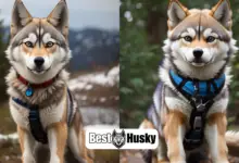 Husky Coyote Mix